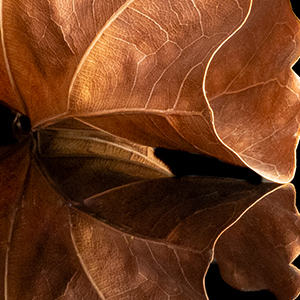Jolanda Jansen zag haar ‘Folia Lyrata 1’ bekroond met een bronzen sticker